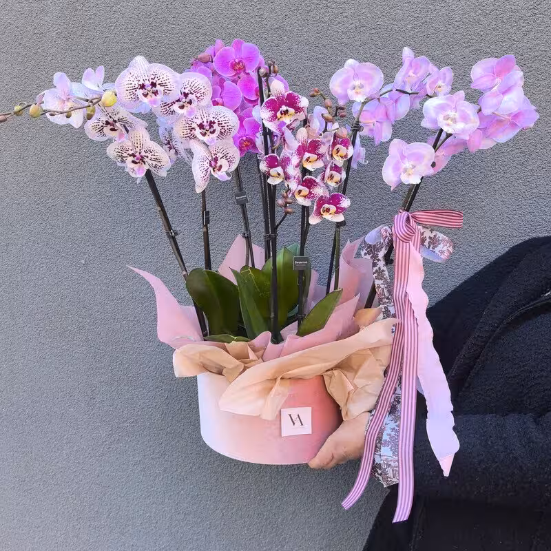 Sugar Pink Orchids кутия орхидеи